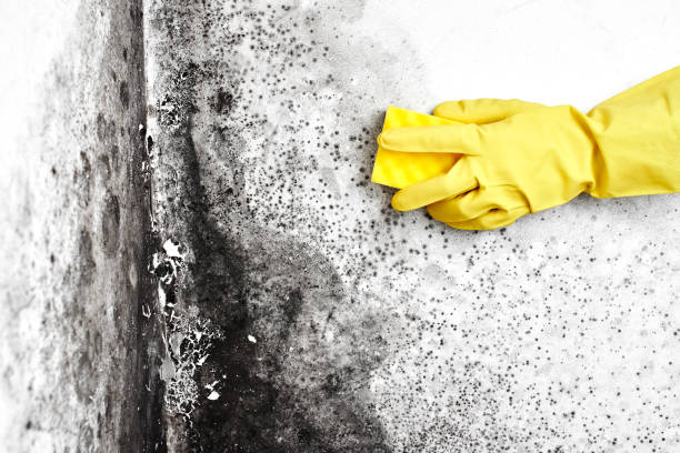 Best Attic Mold Removal  in Newton, KS