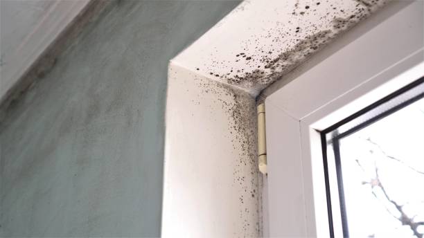 Best Fast Mold Removal  in Newton, KS