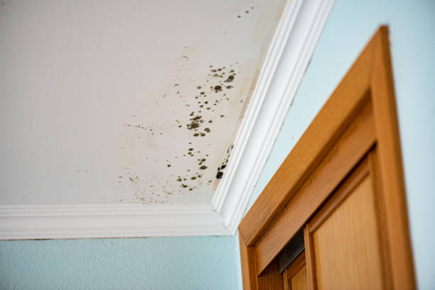 Mold Testing and Removal in Newton, KS