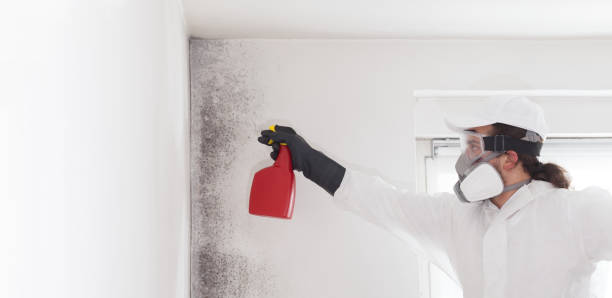 Best Black Mold Removal  in Newton, KS