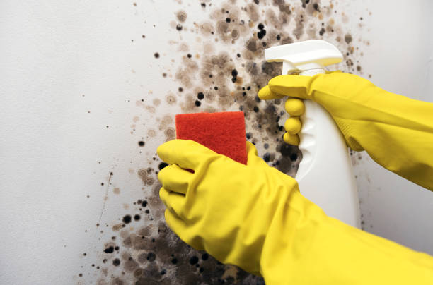 Best Mold Testing  in Newton, KS