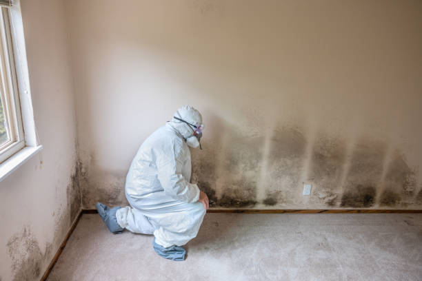 Best Mold Damage Repair  in Newton, KS