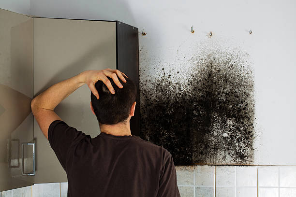 Best Home Mold Removal  in Newton, KS