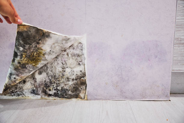 Best Mold Cleaning Services  in Newton, KS